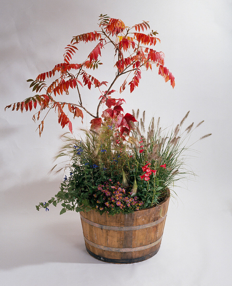 Half barrel with Rhus typhina (vinegar tree) in autumn colours