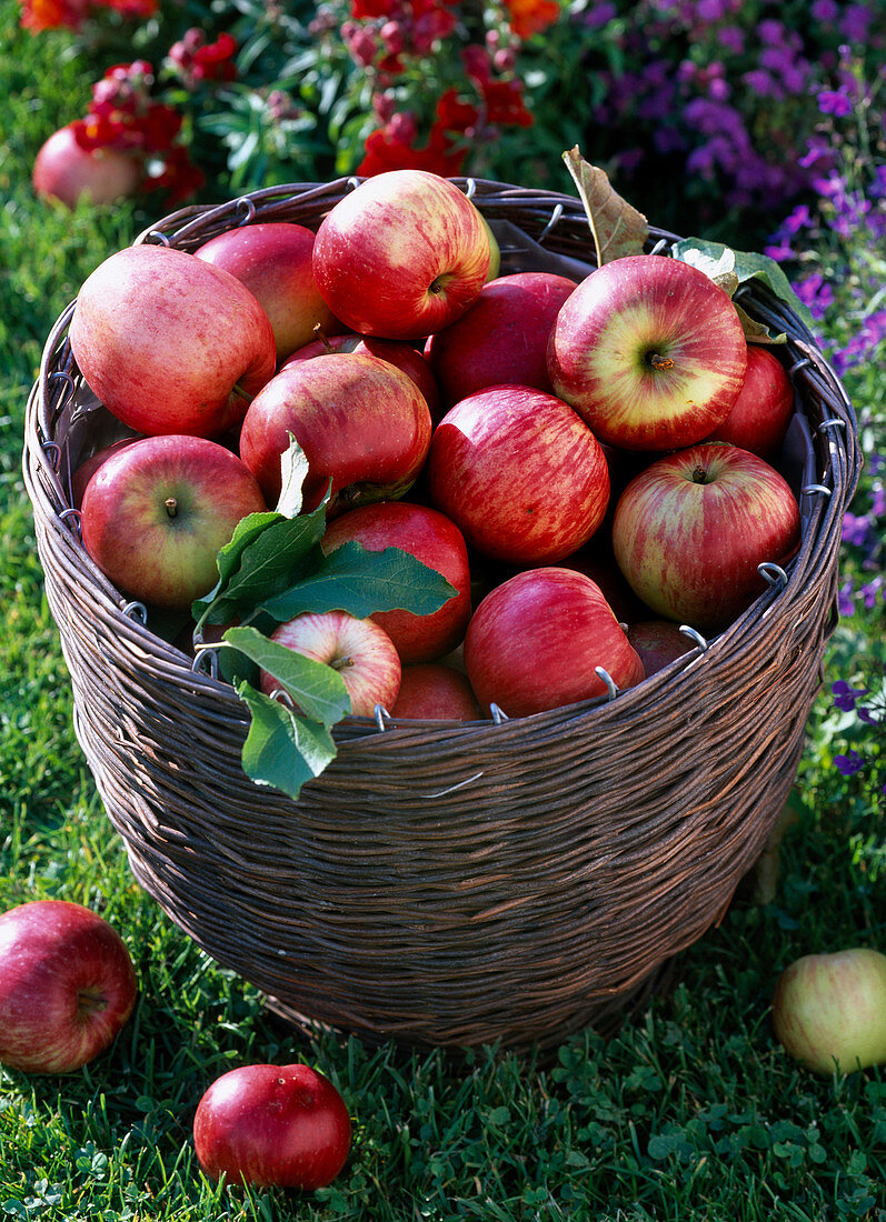Malus (apples) in basket