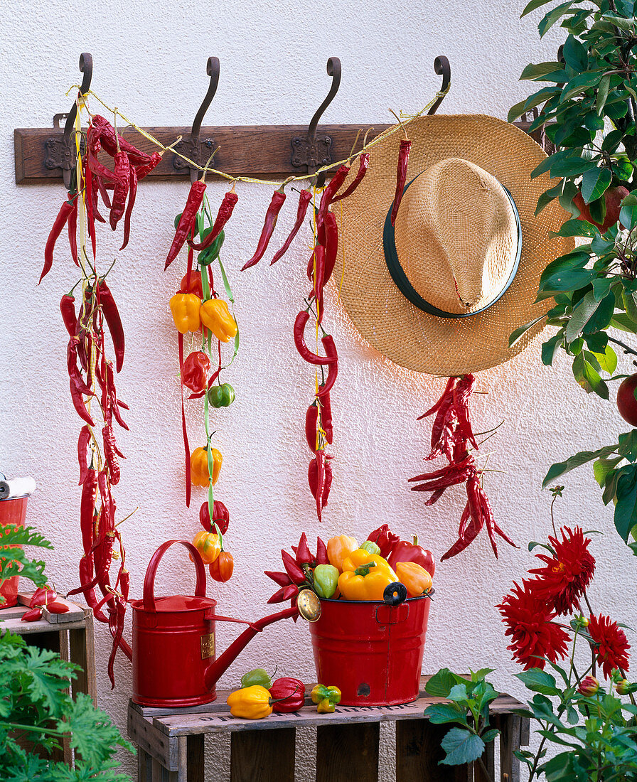 Capsicum hung to dry on the coat hangers