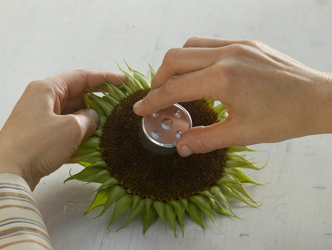 Sunflower blossoms as a tealight holder