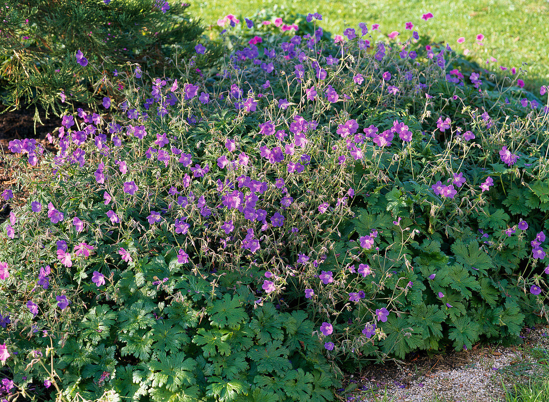 Geranium pratense 'Johnson's Blue' (Cranesbill)