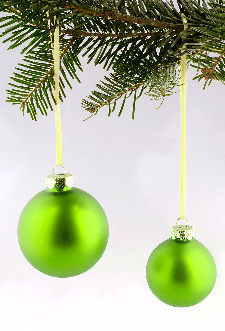 Green Christmas tree balls on a branch of Pseudotsuga (Douglas fir)