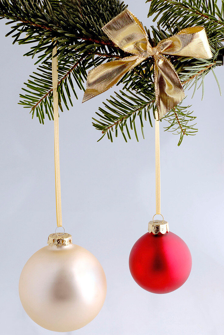 Red and white Christmas tree balls on a branch of Pseudotsuga (Douglas fir)