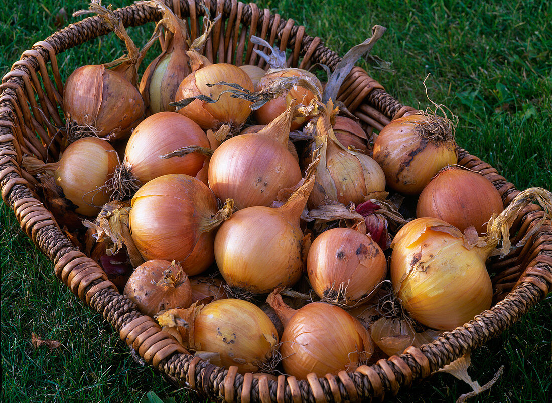 Allium cepa (Zwiebeln) im Weidenkorb