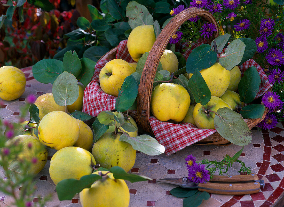 Cydonia 'Constantinople' (apple quince) in the basket