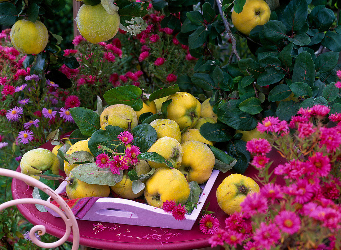Cydonia 'Konstantinopler' (apple quince) on pink wooden tray