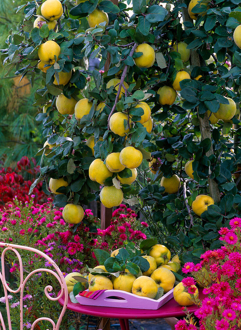 Cydonia 'Constantinople' (apple quince)