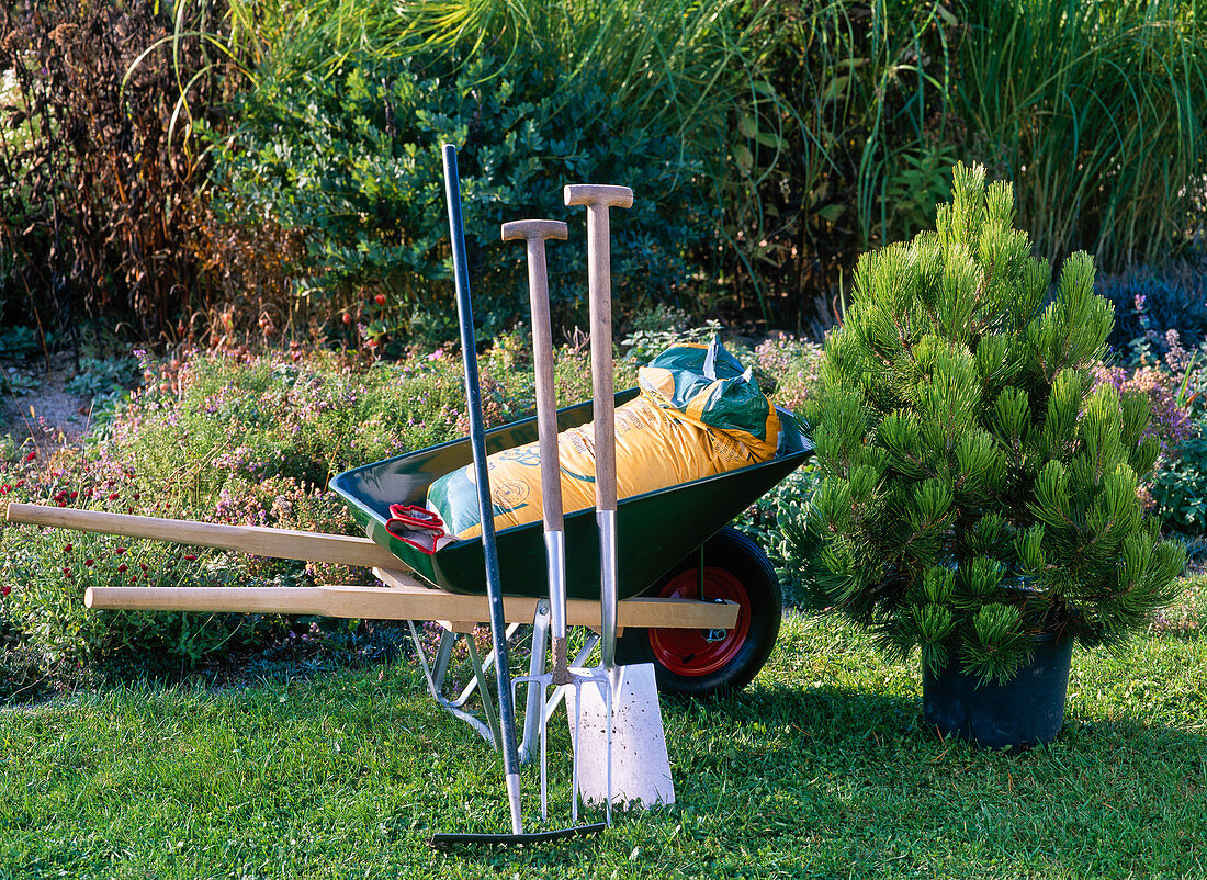 Zutaten zum Pflanzen von Pinus leucodermis (Schlangenhautkiefer)