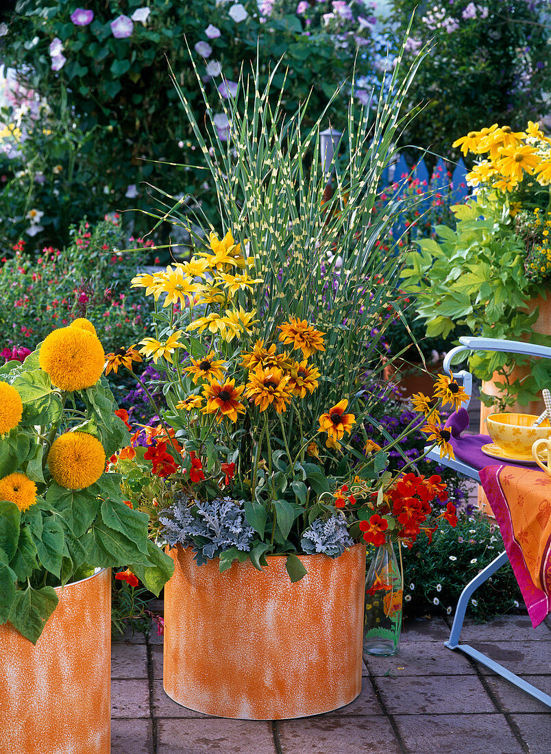 Rudbeckia hirta 'Prairie Sun' (sun hat), Miscanthus 'Zebrinus'