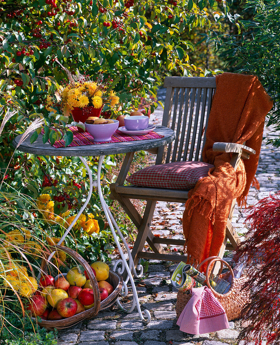 Autumn seat next to Malus 'Evereste' (ornamental apple tree)