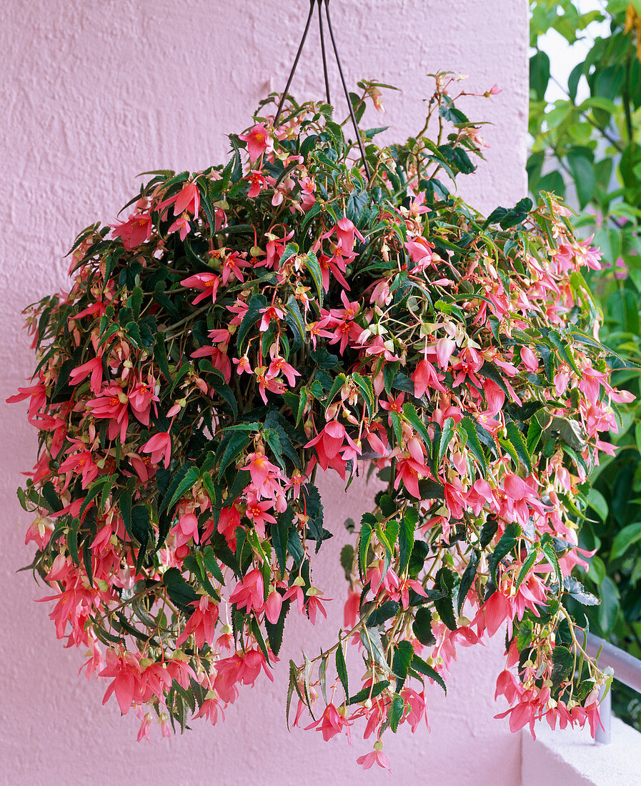 Begonia 'Summerwings Rose' (hanging begonia)