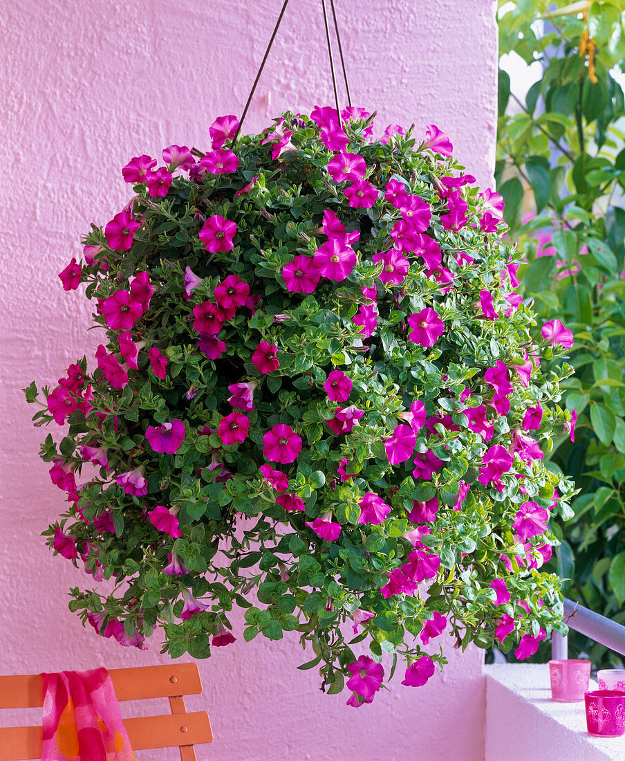 Petunia 'Raspberry Blast' (hanging petunia), new variety