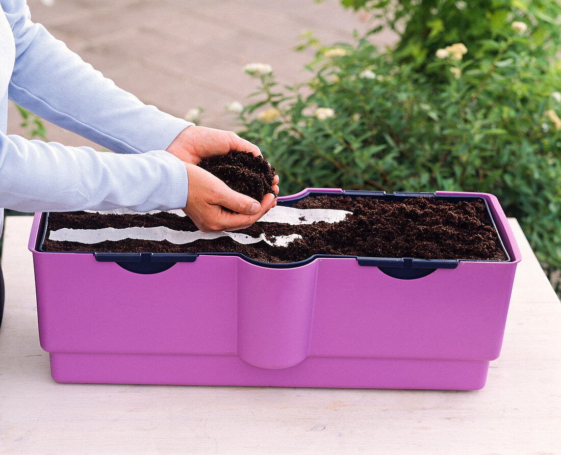 Seed tape, scented herb hedge