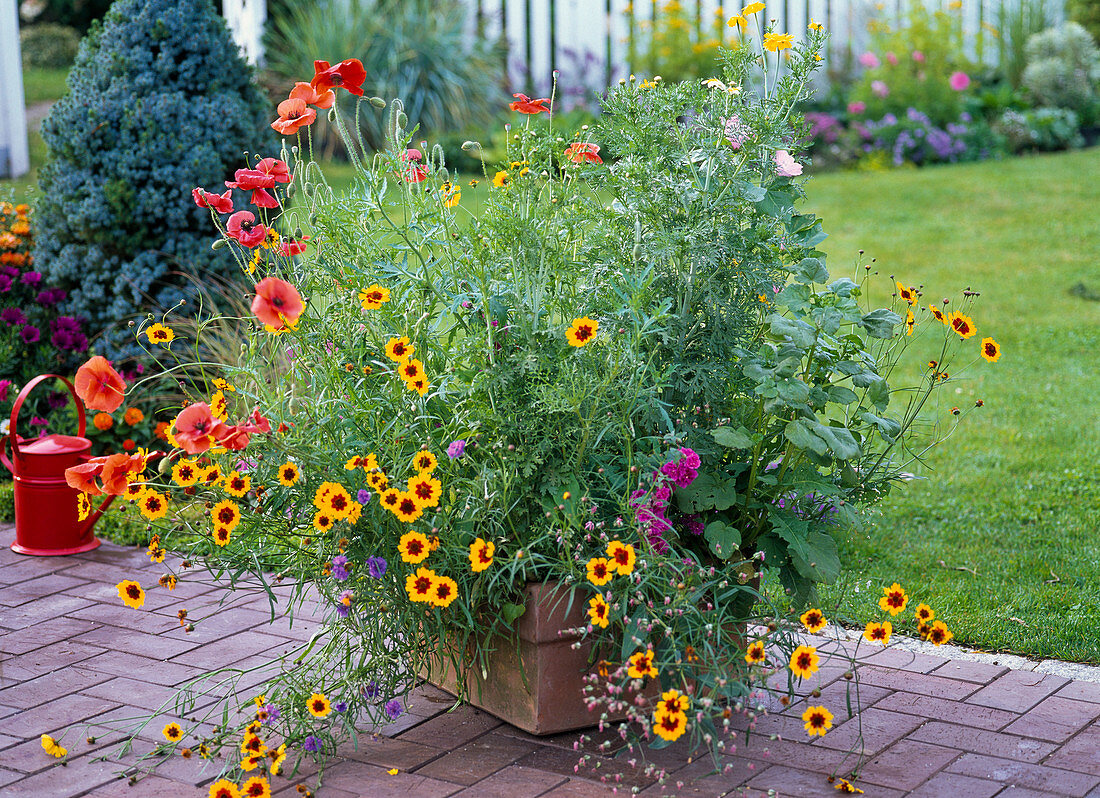 Saatteppich Bauerngartenmischung (5/5)