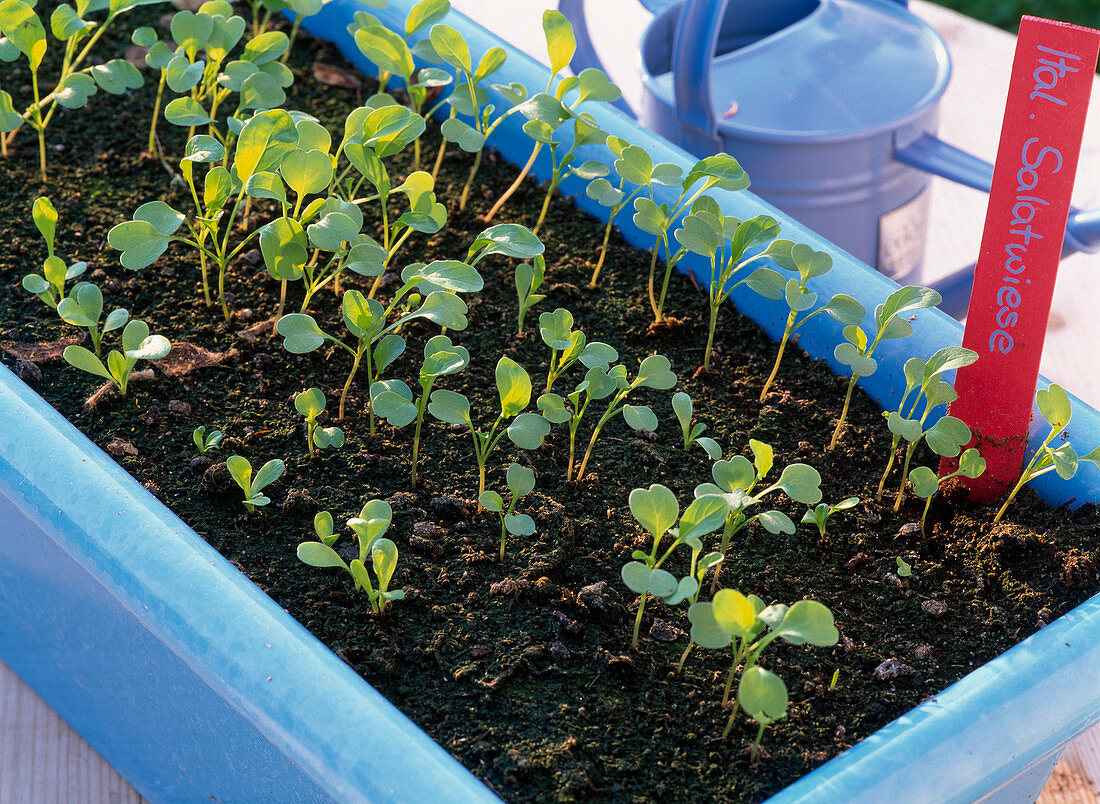 Seed tape, Italian salad meadow