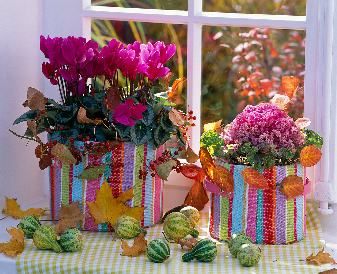 Cyclamen (cyclamen), Brassica (ornamental cabbage) decorated in fabric bags