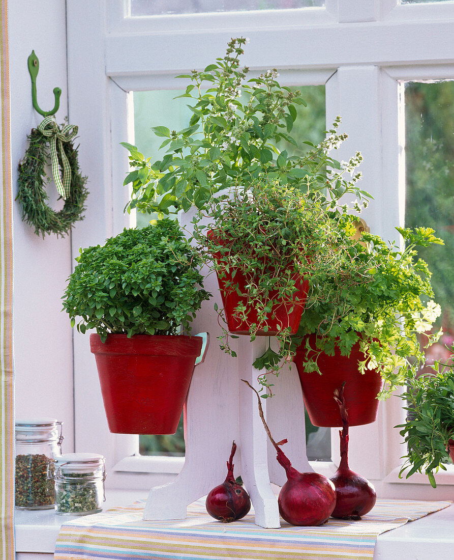 Herbs on the window, Ocimum 'Piccolino', lemon basil