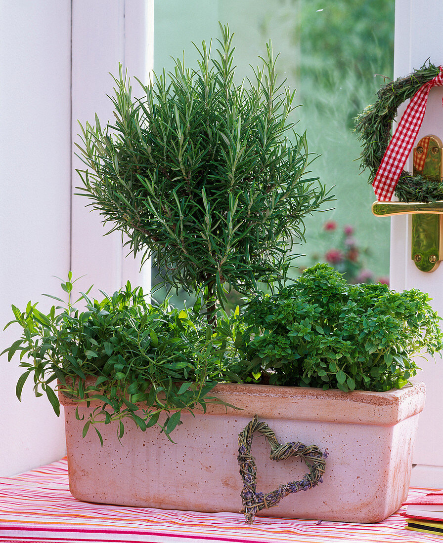 Herbs on the window, Satureja, Rosmarinus