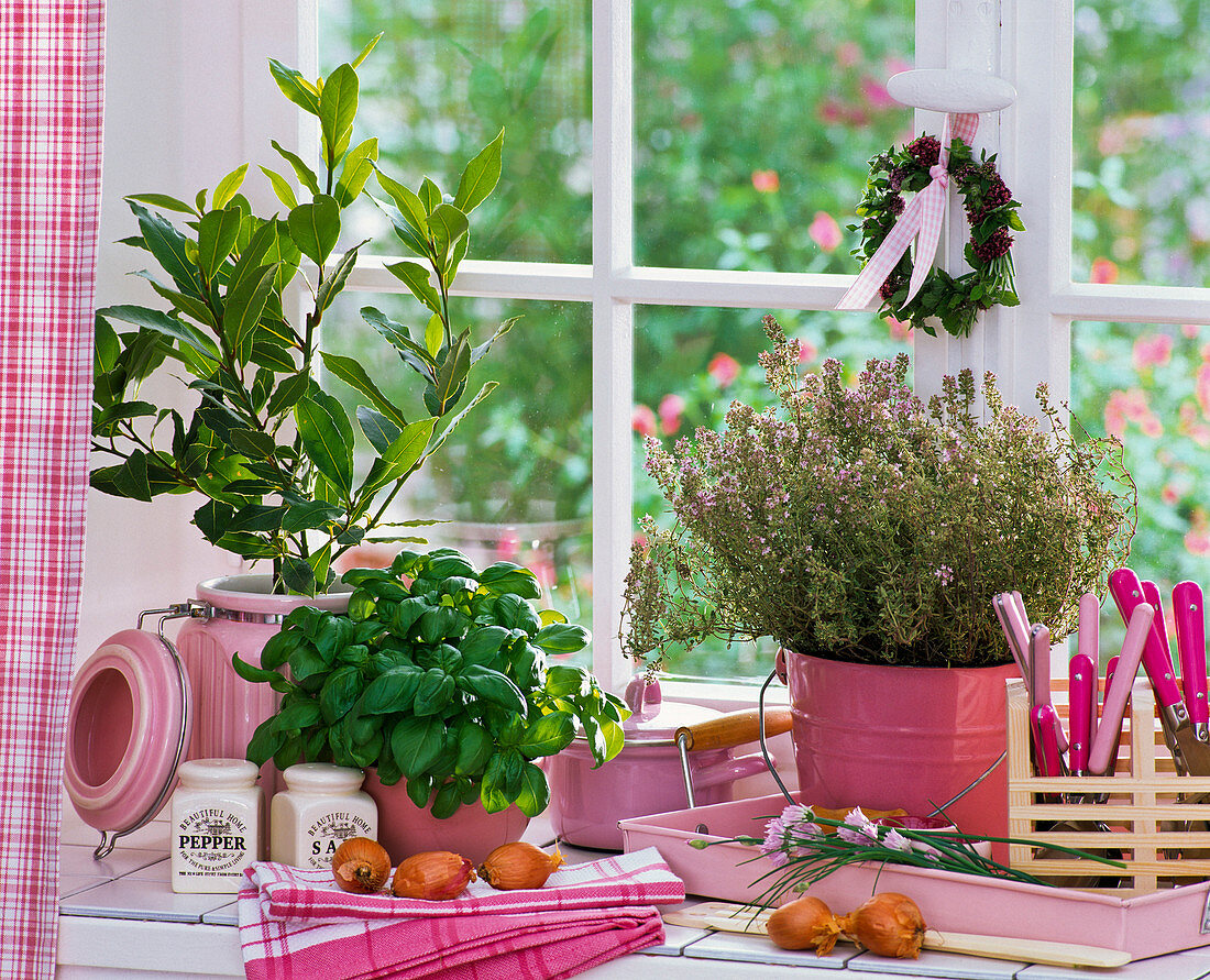 Herbs at the window: Laurus (laurel), Ocimum (basil), Thymus