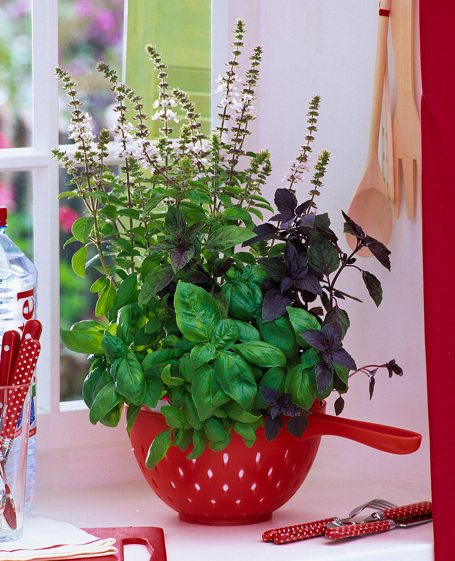 Kräuter am Fenster : Ocimum 'Großes Grünes Genoveser' 'African Blue'