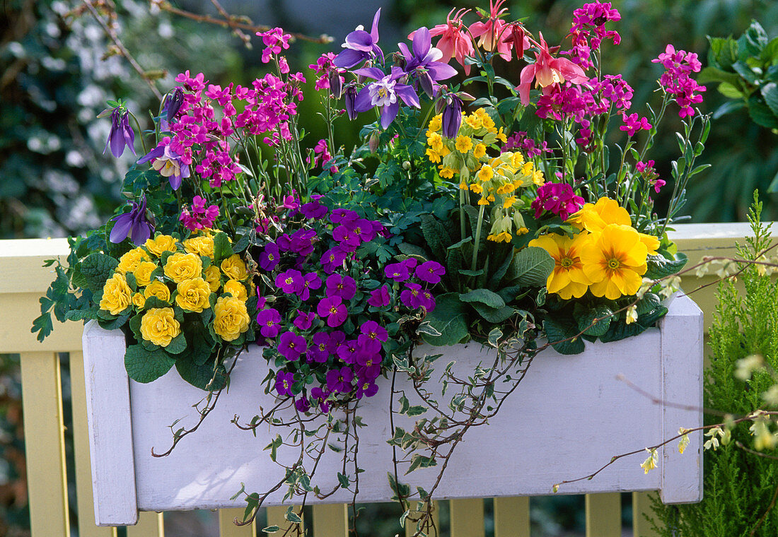 Aquilegia 'Spring Magic' columbines, Primula belarina 'Butter Yellow', Primula