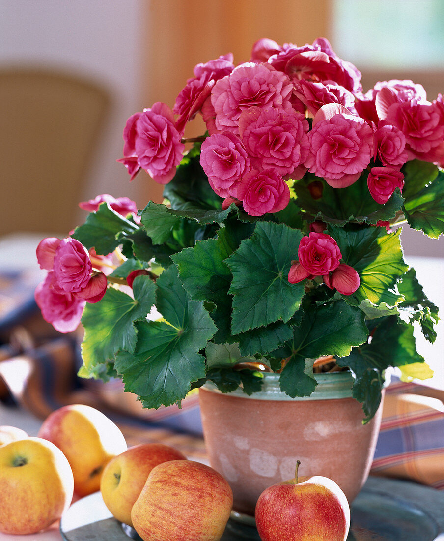 Begonia elatior (Begonia) with double pink flowers