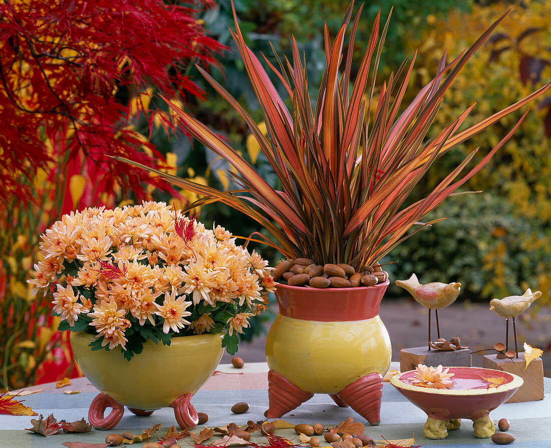 Phormium tenax 'Rainbow Queen' (Neuseeland Flachs)