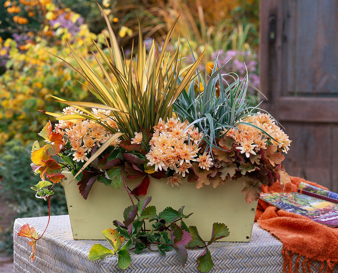 Herbstzauber : Chrysanthemum Yahou 'Peach' (Herbstchrysanthemen)