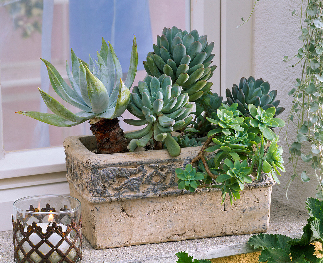 Agave attenuata, Sedum, Echeveria