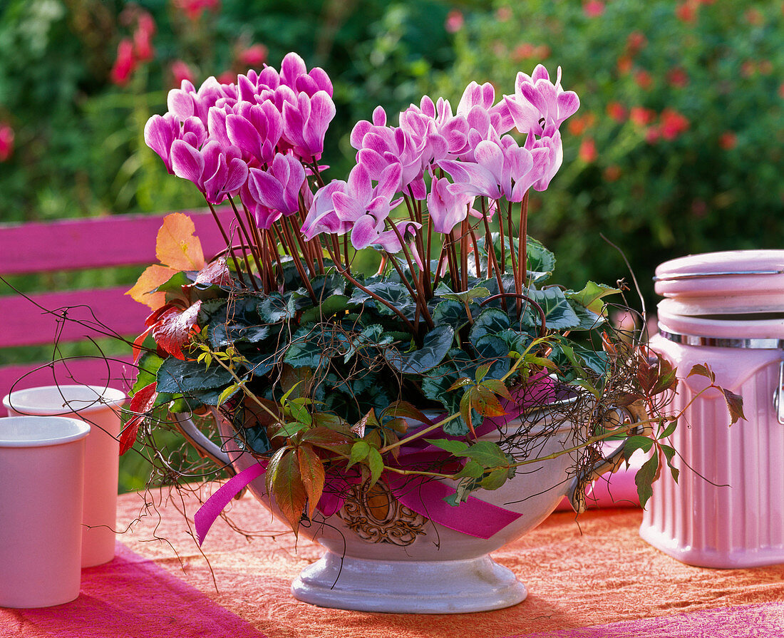 Cyclamen persicum (Alpenveilchen) in Schale mit Henkeln