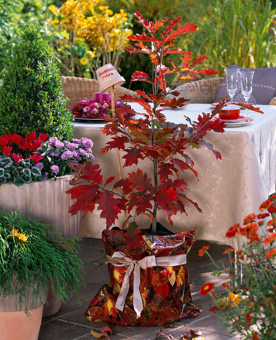 Quercus rubra (American red oak) as a gift