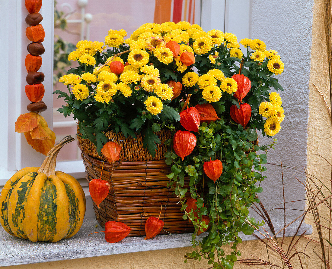 Chrysanthemum 'Vymini' (Herbstchrysantheme) in Bambuskorb