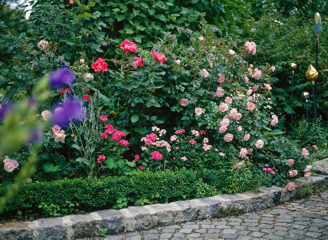 Pink (roses) in a border with Dianthus (bearded carnation), Lychnis (coneflower)