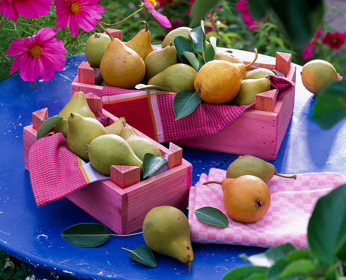 Various Pyrus (pears) in wooden boxes with cloths
