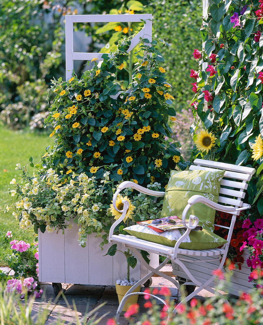 Planting Thunbergia in white tubs