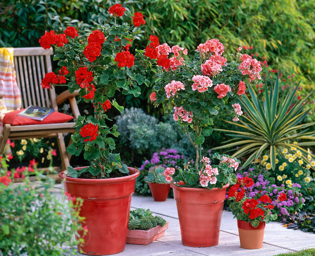 Pelargonium zonale (Standing geranium) in salmon and red