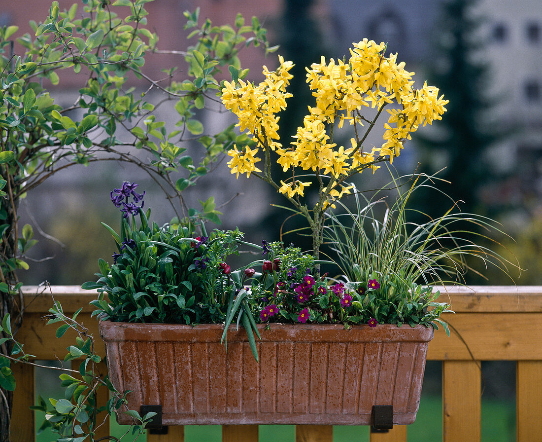 Forsythia intermedia (gold bell), Primula (Primrose)