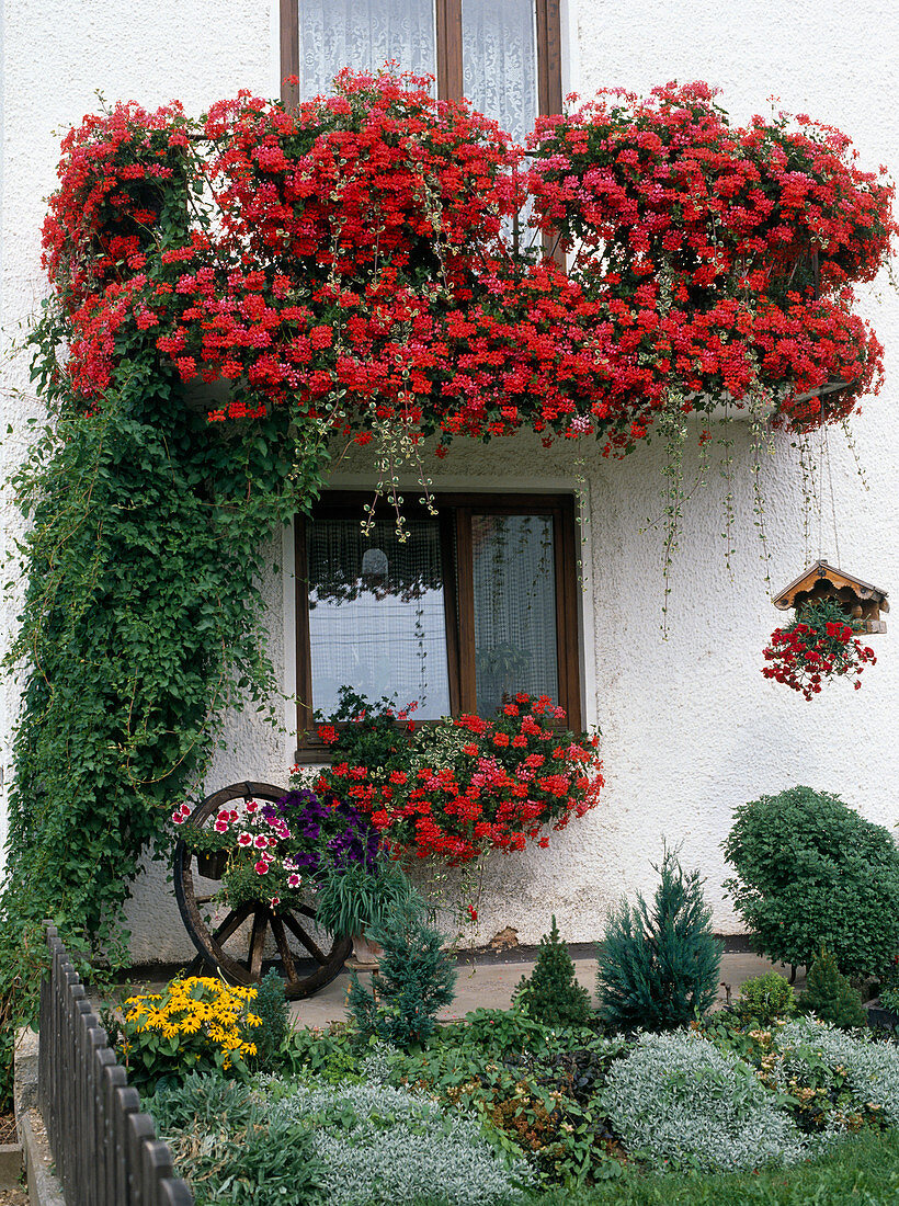 Balkon mit roten Pelargonium peltatum (Hängegeranien)