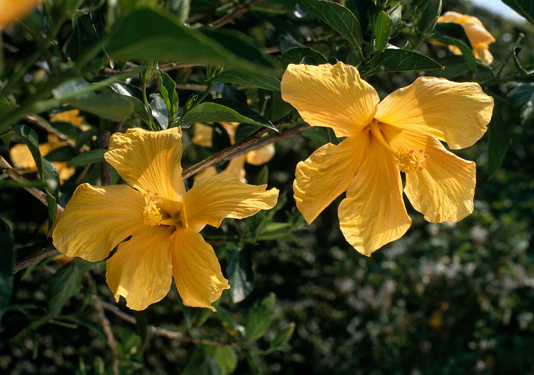 Hibiscus rosa-sinensis 'Miss Betty' (Roseneibisch)