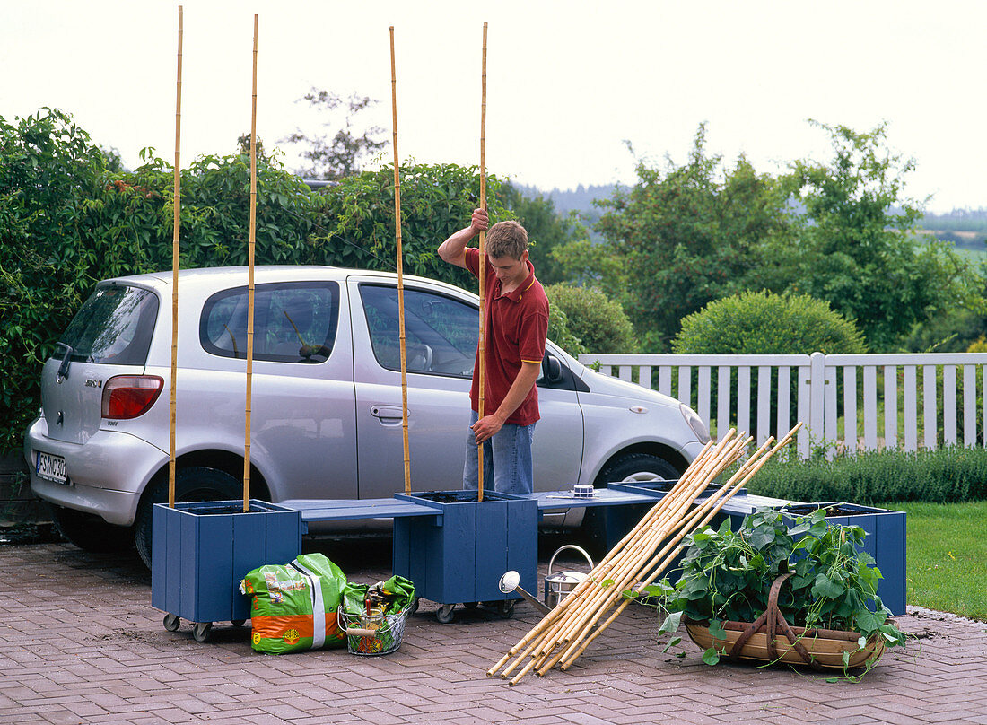 Create privacy screens from Ipomoea