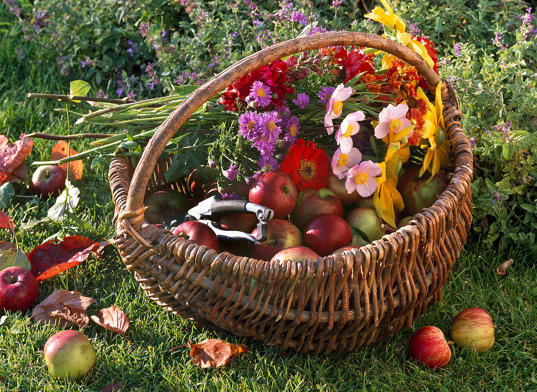 Basket with bouquet of anemone (autumn anemone), aster (autumn asters)