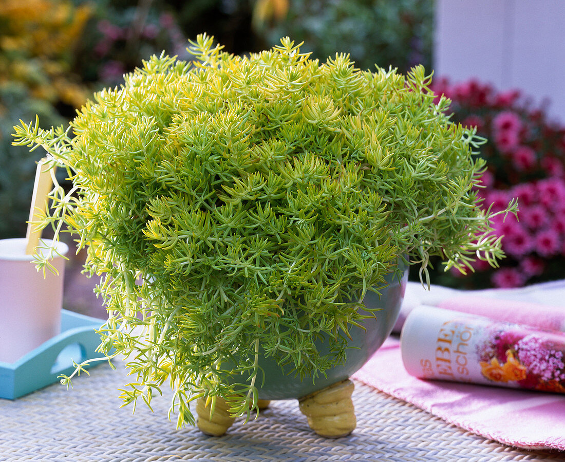 Sedum 'Lemon Ball' (Fetthenne) in handgetöpfertem Keramiktopf