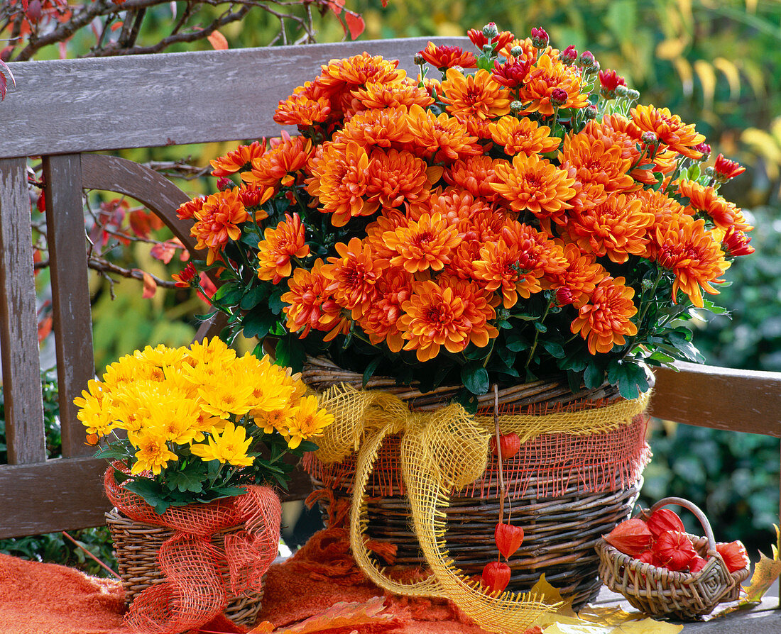 Chrysanthemum 'Yahou Tirex Apricot' (autumn chrysanthemums)