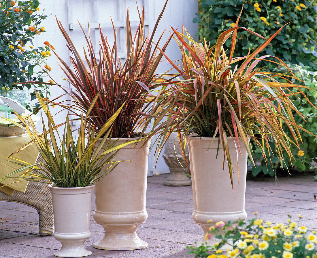 Phormium Tenax 'Jester', 'Rainbow Queen', 'Yellow Wave'