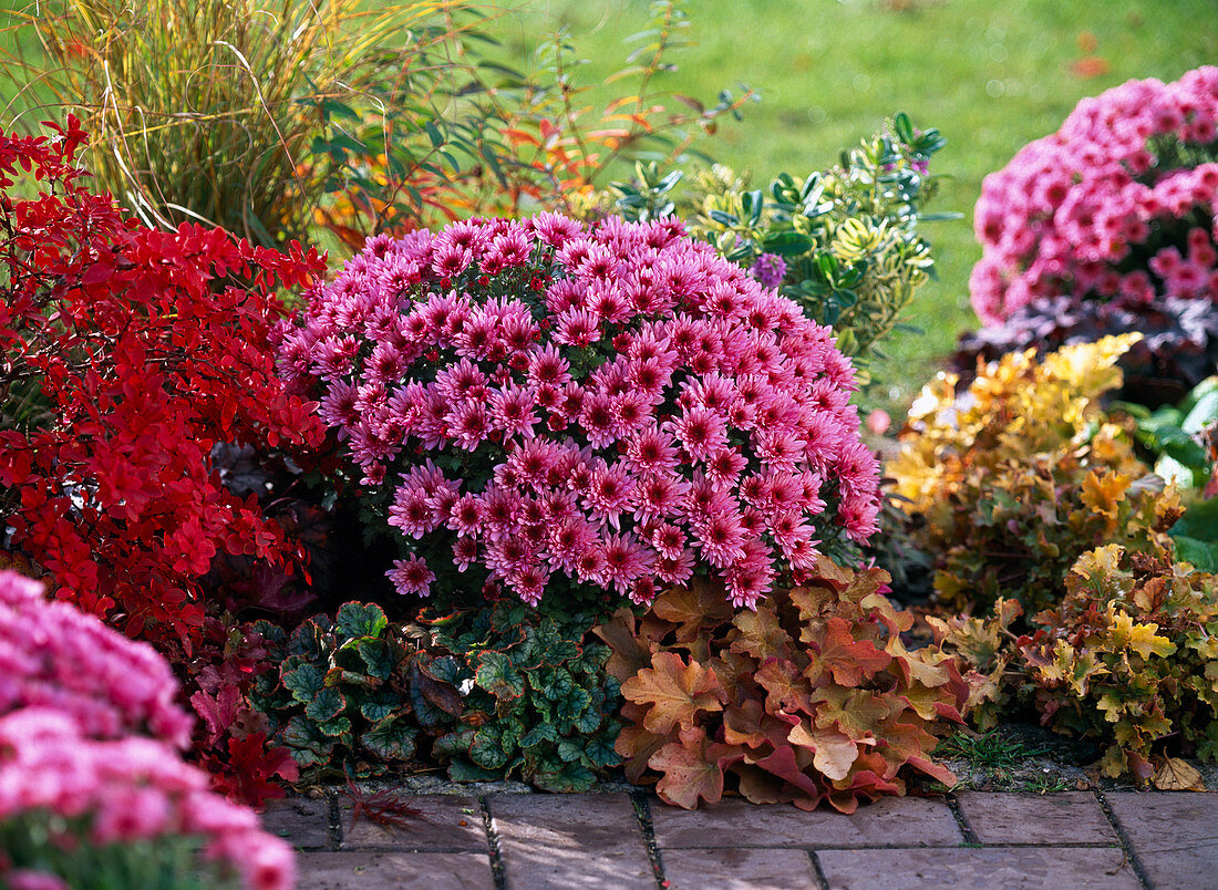 Chrysanthemum yahou 'Nitro' (Herbstchrysantheme)