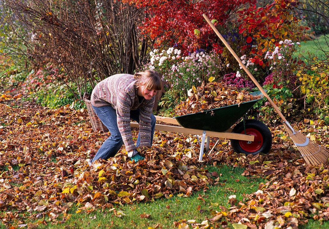 Young woman putting leaves into wheelbarrow