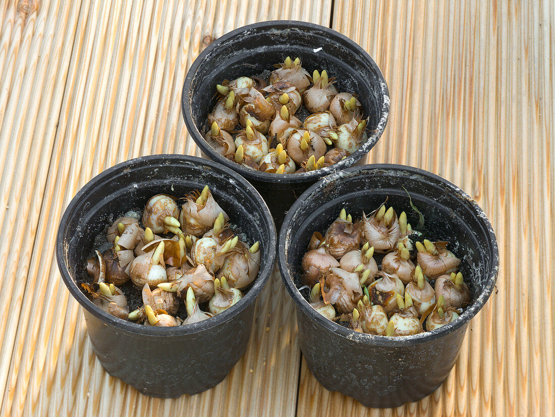 Crocus (Crocus) close together in pots