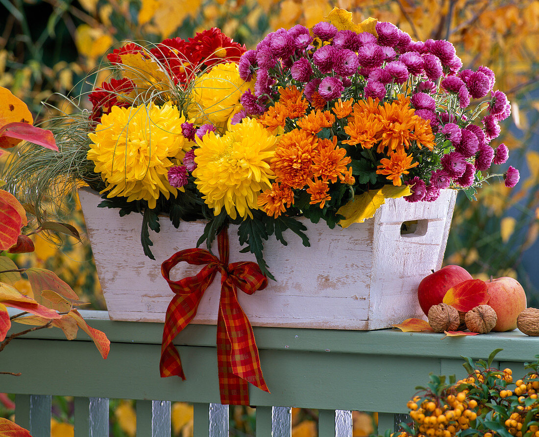 Weißer Holzkasten mit Chrysanthemum (Herbstchrysanthemen)