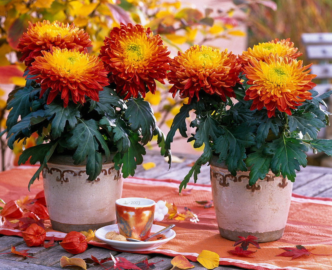 Chrysanthemum grandiflorum (Deco chrysanthemum)