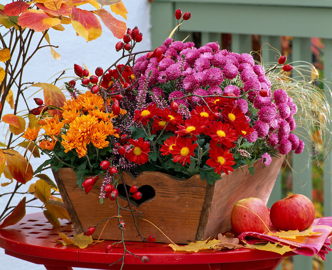 Chrysanthemum (Herbstchrysanthemen), Calluna (Besenheide)